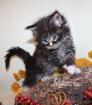 Poly Maine Coon Mädchen mit Stammbaum