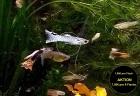 Guppy Mixe AKTION 7 50Euro/ 6 Stck. Versand/ Abholung
