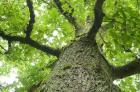 Waldbaden - Auszeit vom Alltag - Münsterland