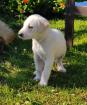 Eni sucht ein passendes Zuhause