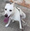 Kelly 2 Jahre sucht Happy-Home