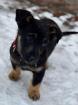 Lui - Wonneproppen-Hundekind Lui sucht liebevolles Zuhause