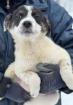 Charlene - Hundekind Charlene - wie Müll entsorgt