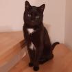 BLACKY - europäische Kurzhaarkatze - 5 Jahre - Tierhilfe-Franken e. V.