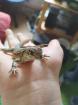 Schmetterlingsagame Leiolepis belliana Spike sucht neues Zuhause