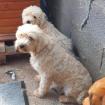 Chioni - mit zwei verschiedenen Augenfarben wunderschön