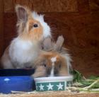 ABBY und LUNA - Löwenköpfchen - 2 Jahre - Tierhilfe-Franken e. V.