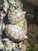 2 Wasserschildkröten abzugeben