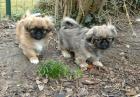 Verkaufe knuddelige Pekinese Welpen an liebevolle Familien