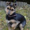 BEATA - Yorkshire-Terrier-Mix - 6 Monate - Tierhilfe-Franken e. V