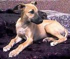 Whippet Hündin sand Familienhund Windhund