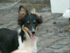 Wunderhübsche Sheltie-Jungs 2 tricolor Rüden