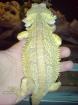 Farb-Bartagamen Männchen und Weibchen Leopardgecko