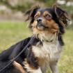 LILLY LOU - Mix - 3 Jahre - Tierhilfe-Franken e. V.