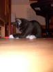Katzenbaby sucht neues zu Hause