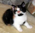 Zuckersüße Selkirk Rex Babys