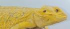 Suche intensiv gelbe Farb-Bartagamen z B. Citrus Citrus Hypo Leatherback etc.