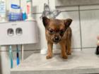 Pomeranian Terrier Mix Welpen