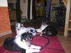 2 wunderschöne Colliewelpen Rüden