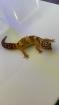 0. 1 Tangerine Tremper Lemonfrost Leopardgecko Weibchen Nz 20