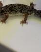 0. 1 Mack Snow Lemonfrost Leopardgecko Weibchen Nz 20