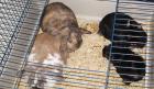 Kaninchen Meerschweinchen