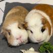 KOLJA und ALISA - Meerschweinchen - 3 Jahre - Tierhilfe-Franken e. V.