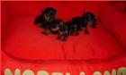 MINI Reinrassige Yorkshire Terrier Welpen