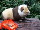 US Teddy Meerschweinchen