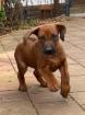 Rhodesian Ridgeback Welpen