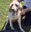 Ermis - ein agiler Jagdhund trotz seinem Unfall