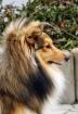 Zuckersüße sheltiewelpen Minicollie mit VDH-Papieren