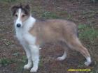 Collie rüde in rot-weiß mit Bles