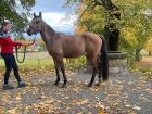Sehr schöne Quarter Horse Mix Stute zu verkaufen