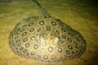 Potamotrygon pearl Perlrochen 15 cm RARITÄT