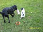 Hunde Tagesbetreuung Hunde Kindergarten