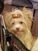 Yorkshire Terrier Deckruede erwachsen