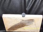 Fossilie Tintenfisch Trachytheutis