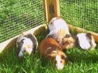 Meerschweinchen Kaninchen