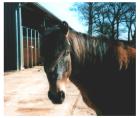 Suche nette Reitbeteiligung für lieben Ponywallach in Kl. Nordende