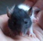 Ratten Babys nahe QLB suchen neues Zuhause verschenken