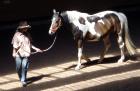 Pferde. 24-hs. de Stuttgart RB oder Unterricht Reiten und Pferdekommunikation