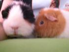 2 Süße Meerschweinchenböckchen in liebevolle Hände abzugeben