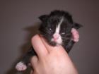 Super typvolle Maie Coon Kitten