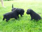 Labrador Retriever Mischlingswelpen schwarz bzw. weiss mit schwarzen Flecken