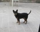 HILFE MALLORCA HUND kleiner Hund wird getötet