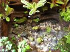 Biete Terrarien Futtertiere Pflanzen Zubehör