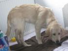 Verschmuste Golden Retriever Hündin such ein neues Heim