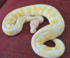 Königspython Albino 0. 1
