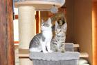 Katzenbaby Katzenkinder Kitten Kätzchen ABGABE